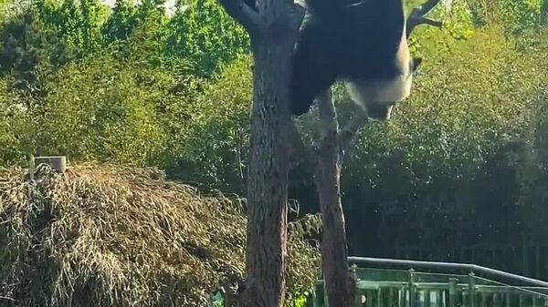 Pontos de agilidade insuficientes: panda fica preso em copa de árvore no zoológico da cidade chinesa de Tianjin - Sputnik Brasil