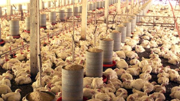 Exportação de carne de aves tem queda de 12,9% em maio - Sputnik Brasil