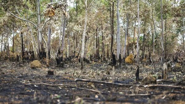 Desmatamento na Amazônia volta a crescer e tem alta recorde em maio - Sputnik Brasil