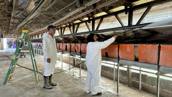 Mike Weber observa um funcionário limpando um galinheiro em sua granja de ovos em Petaluma, Califórnia. Sua empresa, Sunrise Farms, teve que sacrificar 550.000 galinhas depois que a gripe aviária foi detectada entre os animais, 11 de janeiro de 2024 - Sputnik Brasil