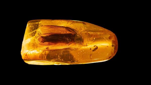 Barata fóssil de 35-40 milhões de anos presa em um pedaço de âmbar descoberto em Kaliningrado - Sputnik Brasil