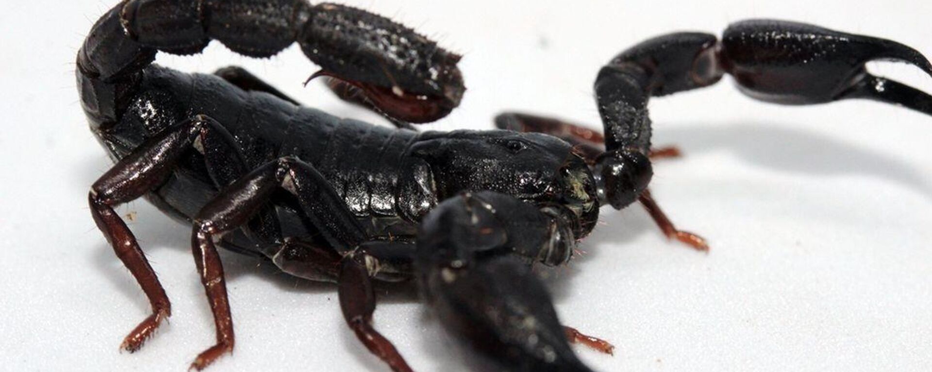 Escorpião Brotheas amazonicus contém toxina capaz de ser utilizada no tratamento contra o câncer - Sputnik Brasil, 1920, 28.06.2025