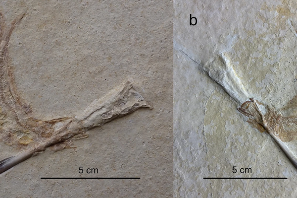 Espécimes de Tharsis com belemnite alojados na boca e no aparelho branquial do arquipélago de Solnhofen, Baviera, Alemanha. (a) Espécime de J. Geppert da Bacia de Eichstätt ou Solnhofen; (b) Espécime de S. Schäfer da Bacia de Eichstätt - Sputnik Brasil