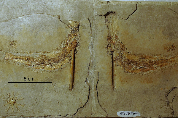 Tharsis com belemnite alojada através da boca e aparelho branquial de Solnhofen, Baviera, Alemanha. Parte e contraparte coladas para formar uma placa contínua - Sputnik Brasil