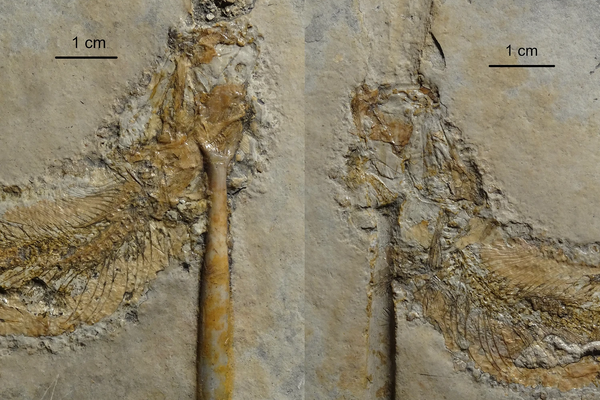 Close-up da parte anterior do corpo de Tharsis com belemnite alojada na boca e no aparelho branquial de Solnhofen, Baviera, Alemanha. (a) laje principal; (b) contraparte - Sputnik Brasil