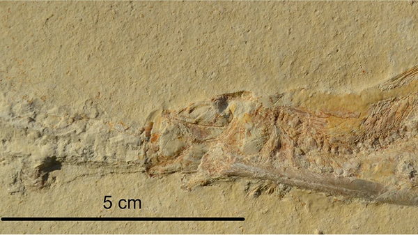 Tharsis com belemnite alojado através da boca e aparelho branquial de Blumenberg, Bacia de Eichstätt, Baviera, Alemanha. (a) espécime completo; (b) close-up do fragmocone de belemnite com uma ostra anexada (ver seta); (c) close-up da ostra - Sputnik Brasil