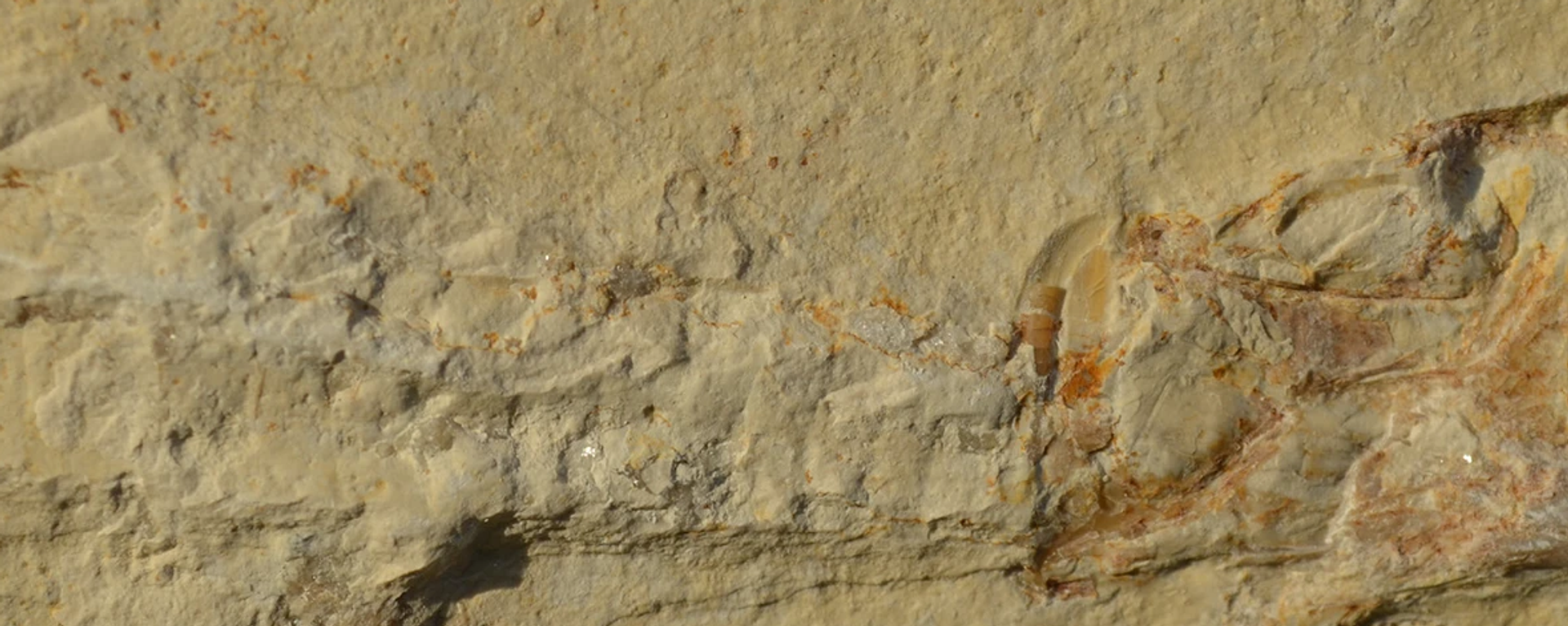Tharsis com belemnite alojado através da boca e aparelho branquial de Blumenberg, Bacia de Eichstätt, Baviera, Alemanha. (a) espécime completo; (b) close-up do fragmocone de belemnite com uma ostra anexada (ver seta); (c) close-up da ostra - Sputnik Brasil, 1920, 13.07.2025