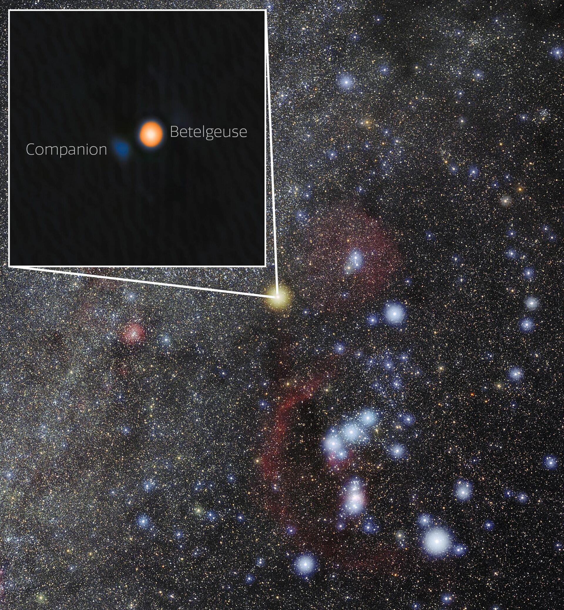 A descoberta da estrela companheira de Betelgeuse responde à questão milenar de por que essa famosa estrela sofre uma variação periódica de brilho de aproximadamente seis anos e fornece insights sobre os mecanismos físicos por trás de outras supergigantes vermelhas variáveis. A estrela companheira aparece azul aqui porque, com base na análise da equipe, é provável que seja uma estrela do tipo A ou B, ambas azul-esbranquiçadas devido às suas altas temperaturas A descoberta da estrela companheira de Betelgeuse responde à questão milenar de por que essa famosa estrela sofre uma variação periódica de brilho de aproximadamente seis anos e fornece insights sobre os mecanismos físicos por trás de outras supergigantes vermelhas variáveis. A estrela companheira aparece azul aqui porque, com base na análise da equipe, é provável que seja uma estrela do tipo A ou B, ambas azul-esbranquiçadas devido às suas altas temperaturas