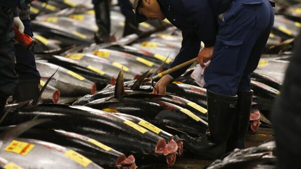 Nesta foto de arquivo, um possível comprador inspeciona a qualidade do atum antes do primeiro leilão do ano no Mercado de Tsukiji, em Tóquio, 5 de janeiro de 2013 - Sputnik Brasil