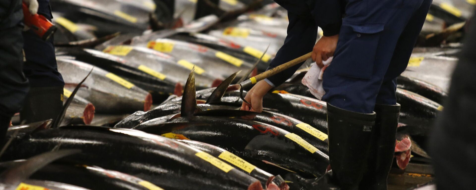 Nesta foto de arquivo, um possível comprador inspeciona a qualidade do atum antes do primeiro leilão do ano no Mercado de Tsukiji, em Tóquio, 5 de janeiro de 2013 - Sputnik Brasil, 1920, 01.02.2026