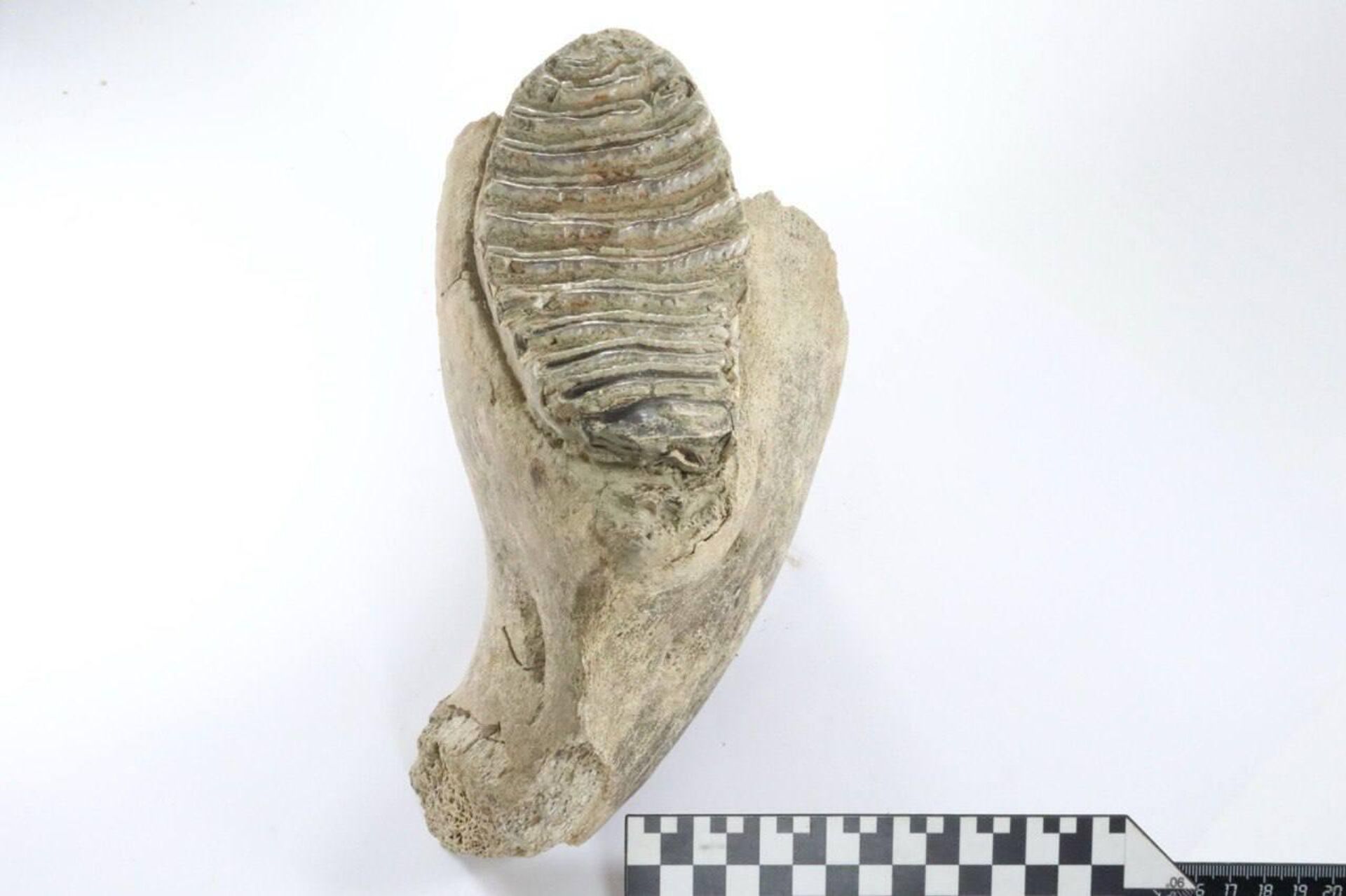 Dente de um jovem mamute lanoso, descoberto durante escavações no centro de Nizhny Novgorod, Rússia Dente de um jovem mamute lanoso, descoberto durante escavações no centro de Nizhny Novgorod, Rússia