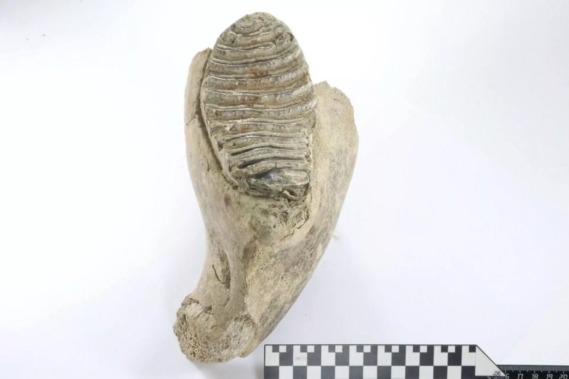 Dente de um jovem mamute lanoso, descoberto durante escavações no centro de Nizhny Novgorod, Rússia - Sputnik Brasil, 1920, 01.08.2025