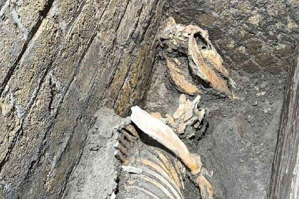 Esqueleto de equídeo na Ilha Meridional, Região VIII - Sputnik Brasil