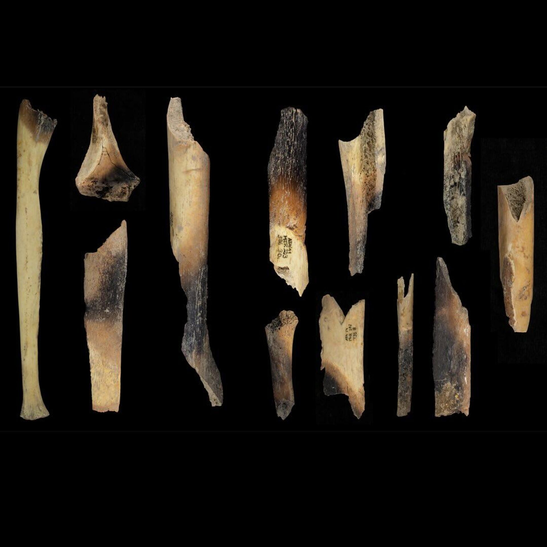 Ossos de membros fragmentados e canibalizados de El Mirador