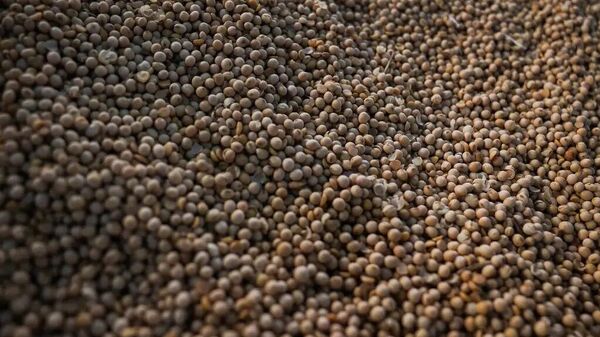 Impulsionada por milho e soja, Conab projeta nova safra recorde de grãos entre 2024–2025 - Sputnik Brasil