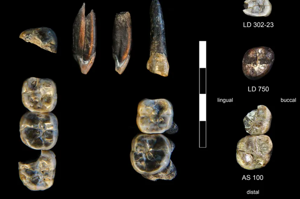 Os dentes marcados com LD 750 e LD 760 representam uma espécie desconhecida de Australopithecus, enquanto LD 302-23 e AS 100 vieram de uma espécie primitiva de Homo - Sputnik Brasil