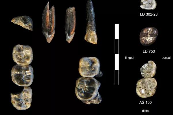 Os dentes marcados com LD 750 e LD 760 representam uma espécie desconhecida de Australopithecus, enquanto LD 302-23 e AS 100 vieram de uma espécie primitiva de Homo Os dentes marcados com LD 750 e LD 760 representam uma espécie desconhecida de Australopithecus, enquanto LD 302-23 e AS 100 vieram de uma espécie primitiva de Homo - Sputnik Brasil