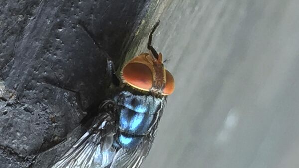 Uma mosca adulta da screwworm do Novo Mundo em repouso. - Sputnik Brasil