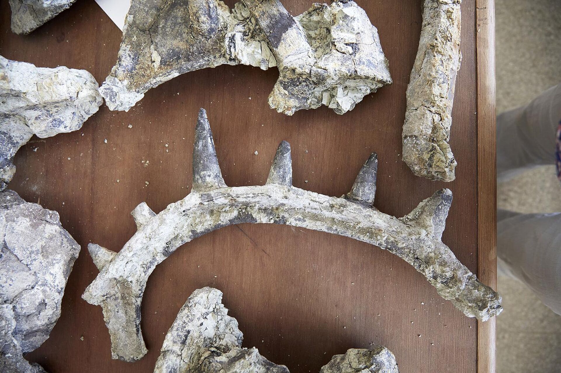 Fóssil de dinossauro blindado revela espinhos gigantes no pescoço e muda visão sobre evolução dos anquilossauros - Sputnik Brasil, 1920, 29.08.2025