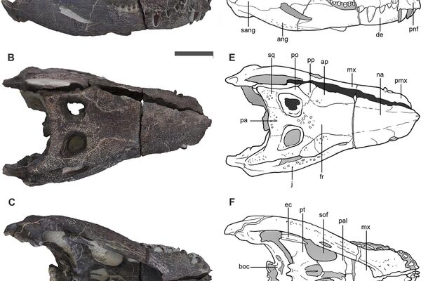 Crocodilo feroz de 250 kg é descoberto em escavações na Patagônia - Sputnik Brasil