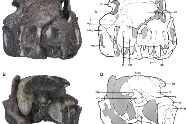Crocodilo feroz de 250 kg é descoberto em escavações na Patagônia - Sputnik Brasil