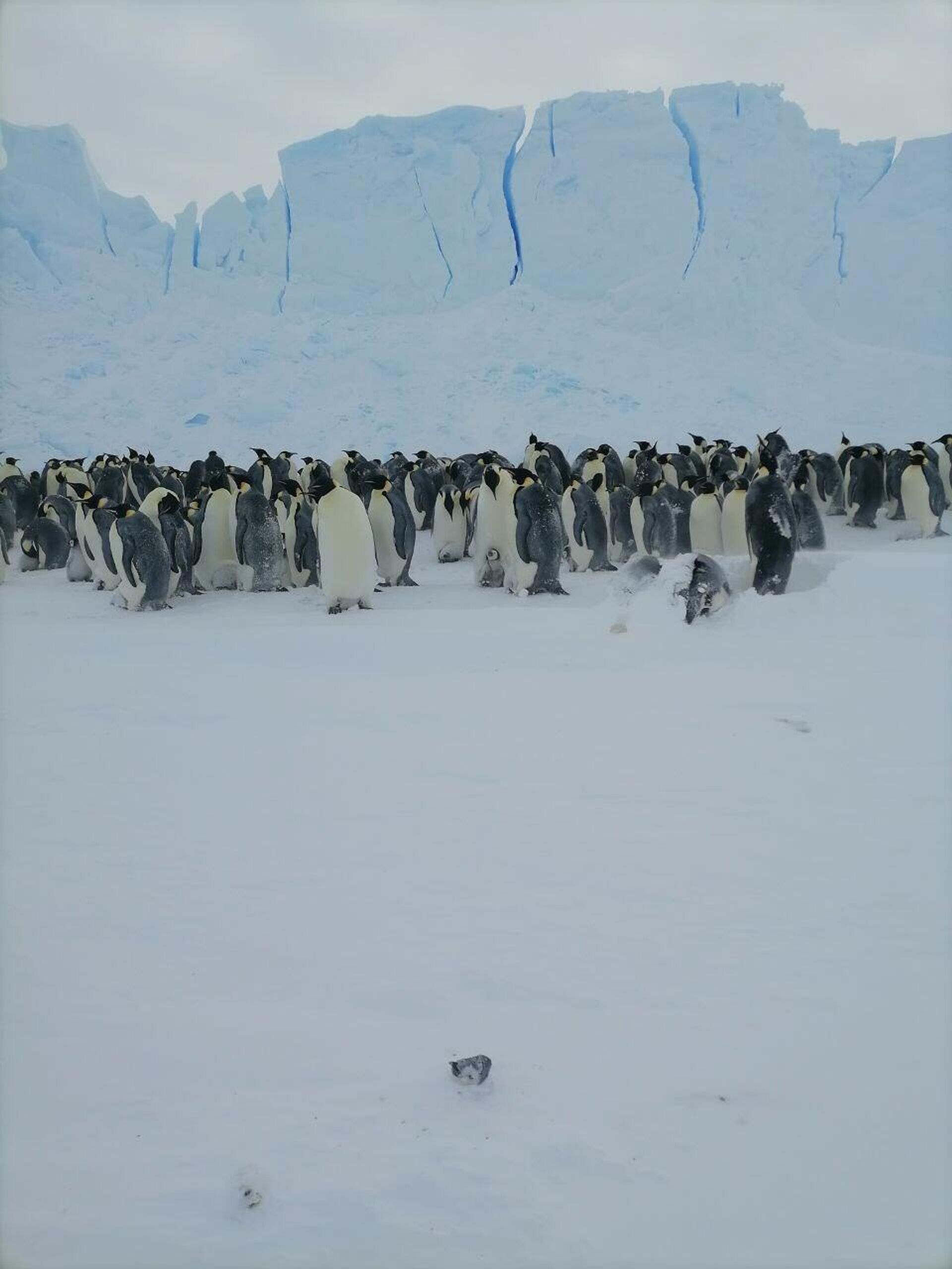 Cientistas russos salvam pinguim de cativeiro gelado durante observação da vida selvagem Cientistas russos salvam pinguim de cativeiro gelado durante observação da vida selvagem