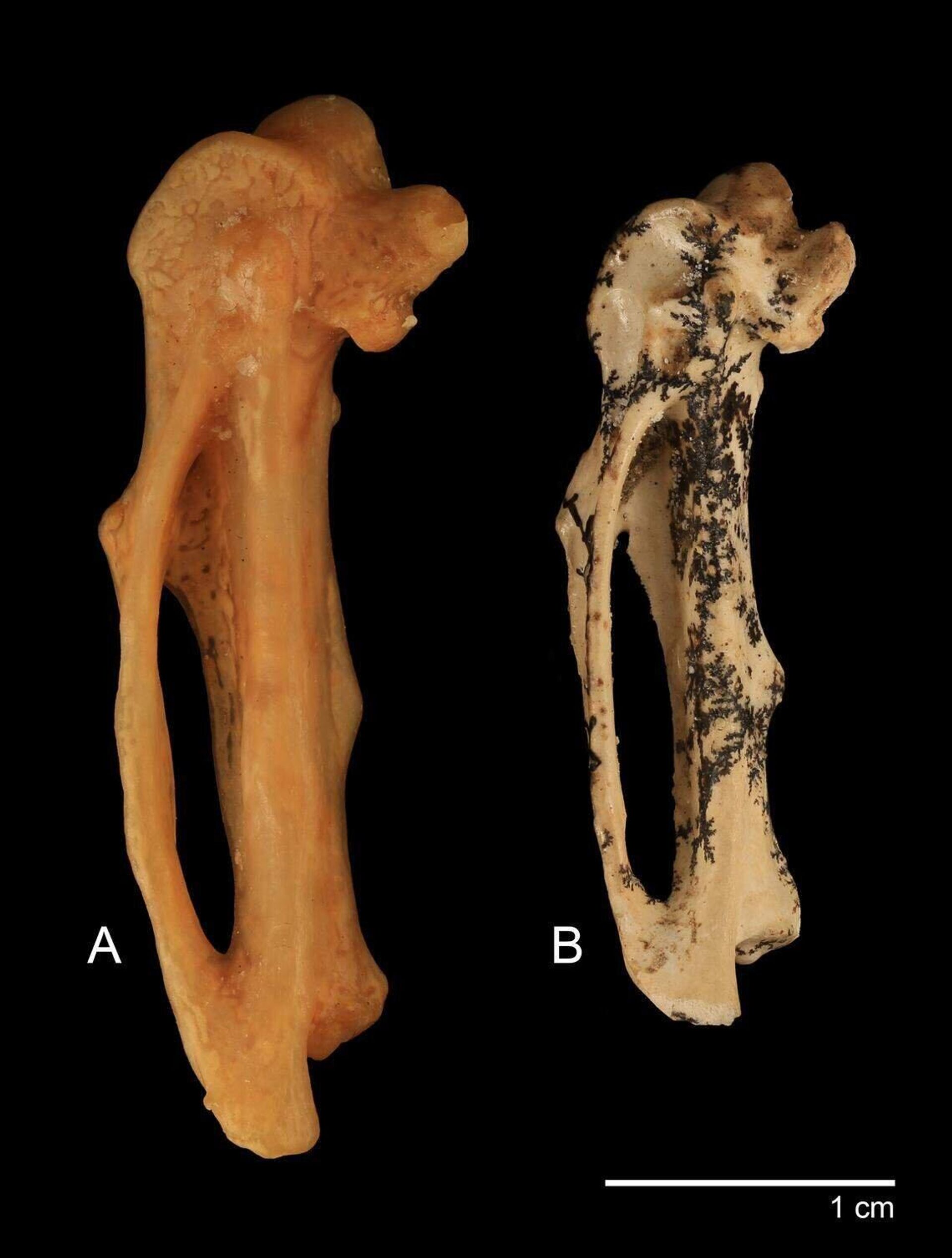 Fóssil de grande ave canora extinta de 17 milhões de anos descoberto na Austrália