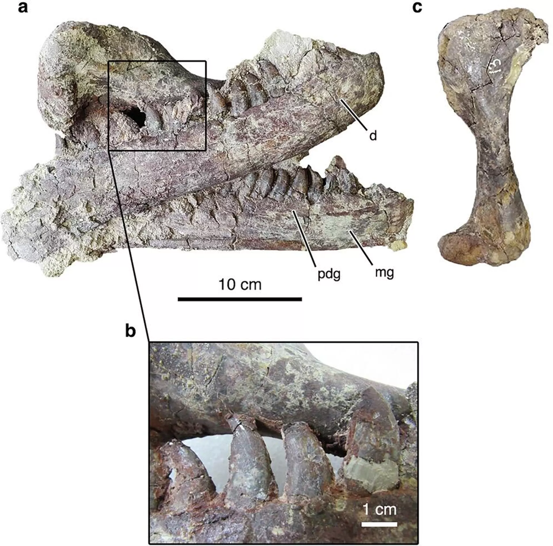 Descoberto novo megaraptor na Argentina: fóssil sugere que espécie devorava crocodilos - Sputnik Brasil, 1920, 24.09.2025