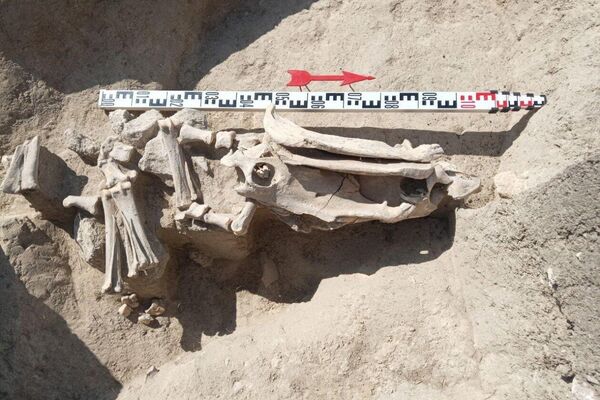 Restos desmembrados de um jovem garanhão - Sputnik Brasil