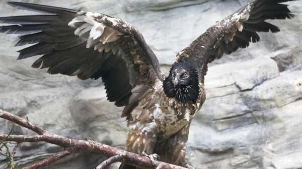 Um abutre-de-barbela adulto - Sputnik Brasil