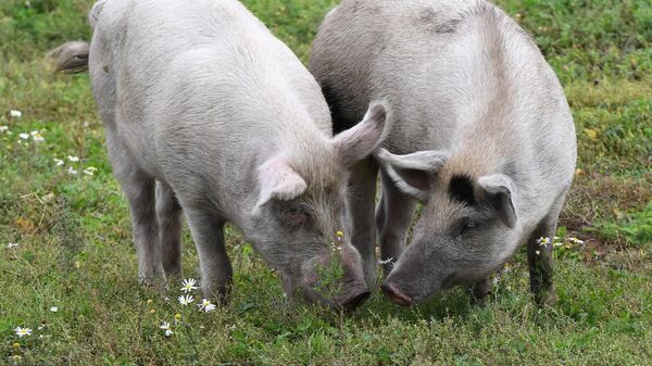 Porcos pastam nos arredores da vila de Butrakhty, no distrito de Tashtypsky, no sul da República de Khakassia - Sputnik Brasil