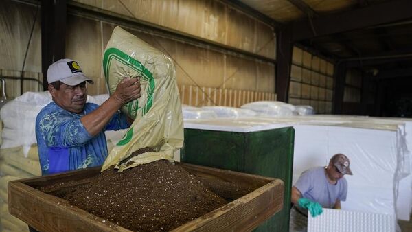 Fernando Osorio Loya (E), um trabalhador contratado de Veracruz, México, despeja terra em uma semeadora enquanto Miguel Angel (D), também um trabalhador contratado de Veracruz, México, prepara bandejas para sementes em uma fazenda em Crofton, Kentucky, EUA, 12 de março de 2024 - Sputnik Brasil