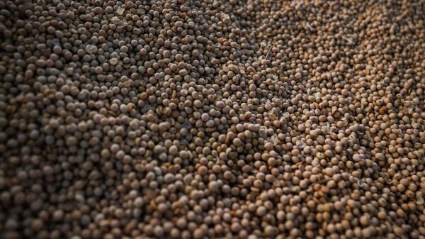 Brasil amplia exportações agropecuárias com 9 novos mercados - Sputnik Brasil