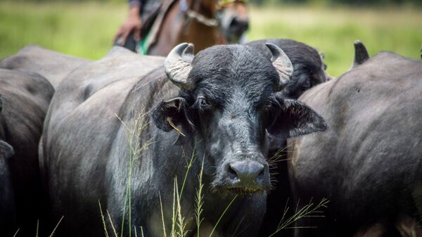 Criação de búfalos na fazenda Tere-Taua é feita em campos naturais da ilha do Marajó, no Pará. 20 de outubro de 2025 - Sputnik Brasil