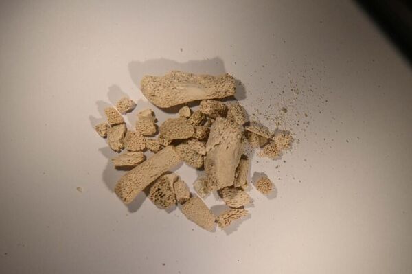 Ossos preservados com mais de 10.000 anos - Sputnik Brasil