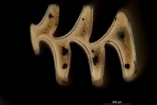 Dente de um lemingue de colarinho - Sputnik Brasil