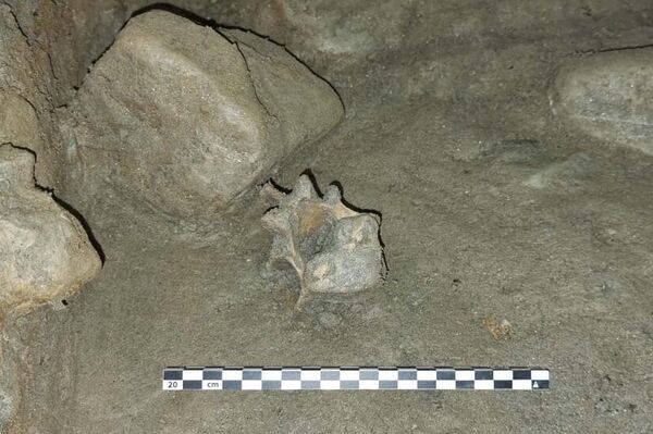 Vértebra de um urso polar - Sputnik Brasil