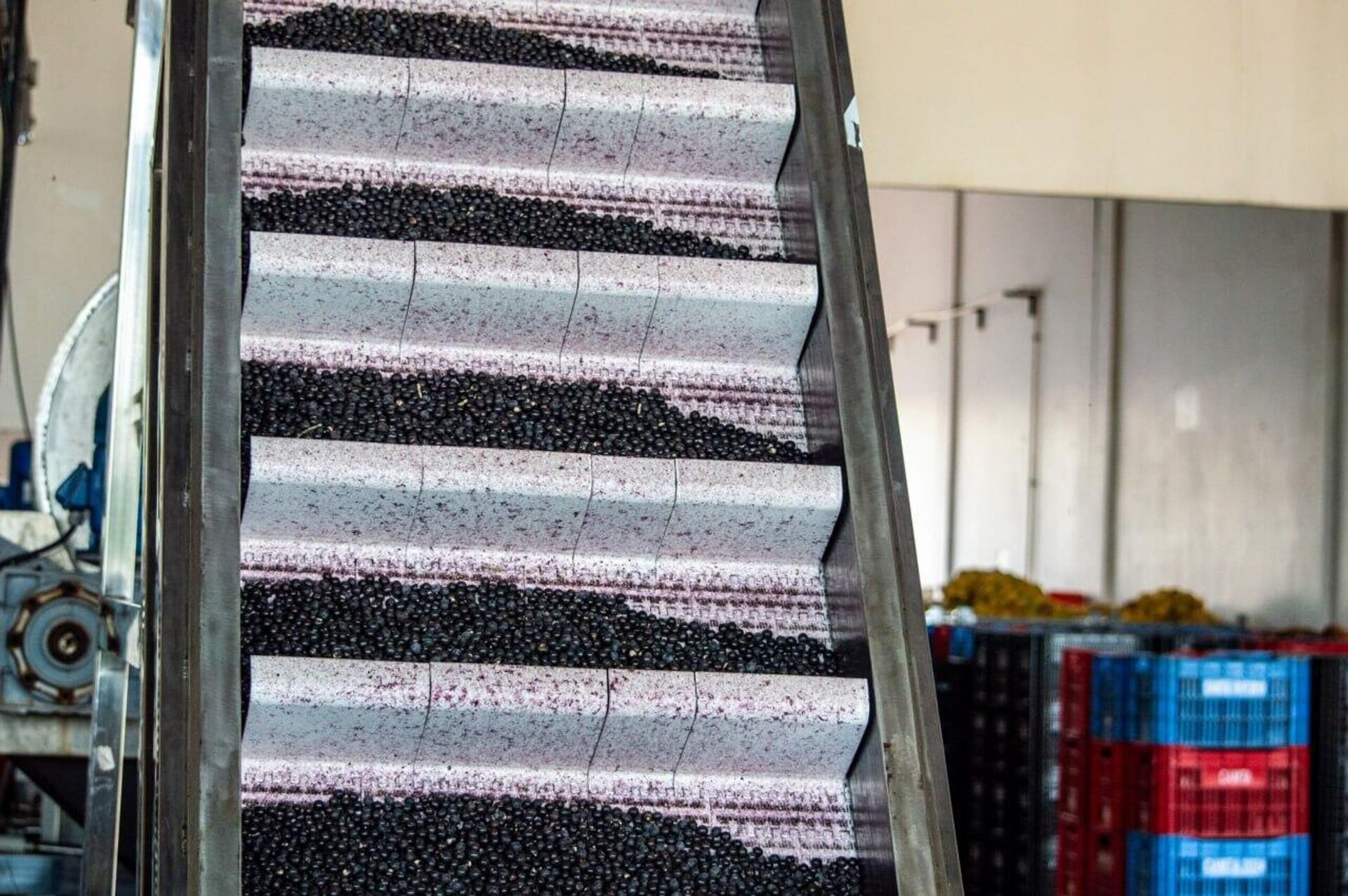 Esteira transporta frutos de açaí durante o processamento em unidade industrial da fruta.