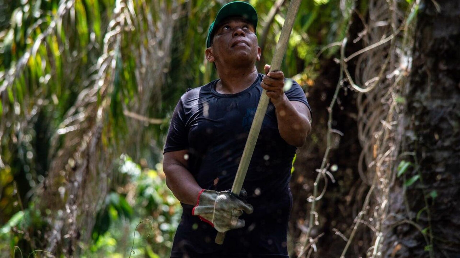 Trabalhador realiza a colheita de cachos de dendê em área de produção da Cooperativa Agrícola Mista de Tomé-Açu (CAMTA), no Pará Trabalhador realiza a colheita de cachos de dendê em área de produção da Cooperativa Agrícola Mista de Tomé-Açu (CAMTA), no Pará - Sputnik Brasil, 1920, 22.10.2025