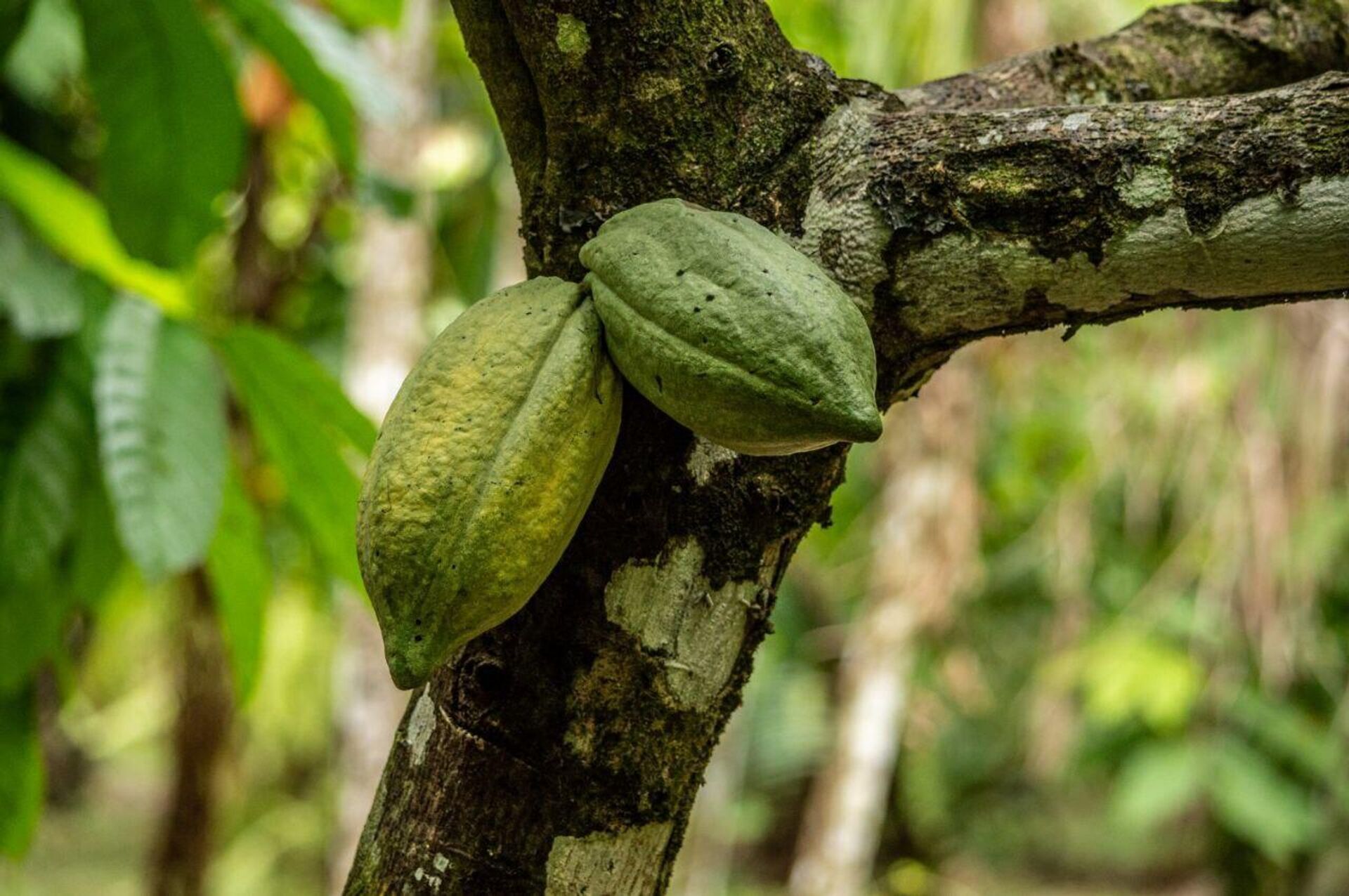 Frutos de cacau em ponto de maturação em sistema agroflorestal no município de Tomé-Açu (PA).