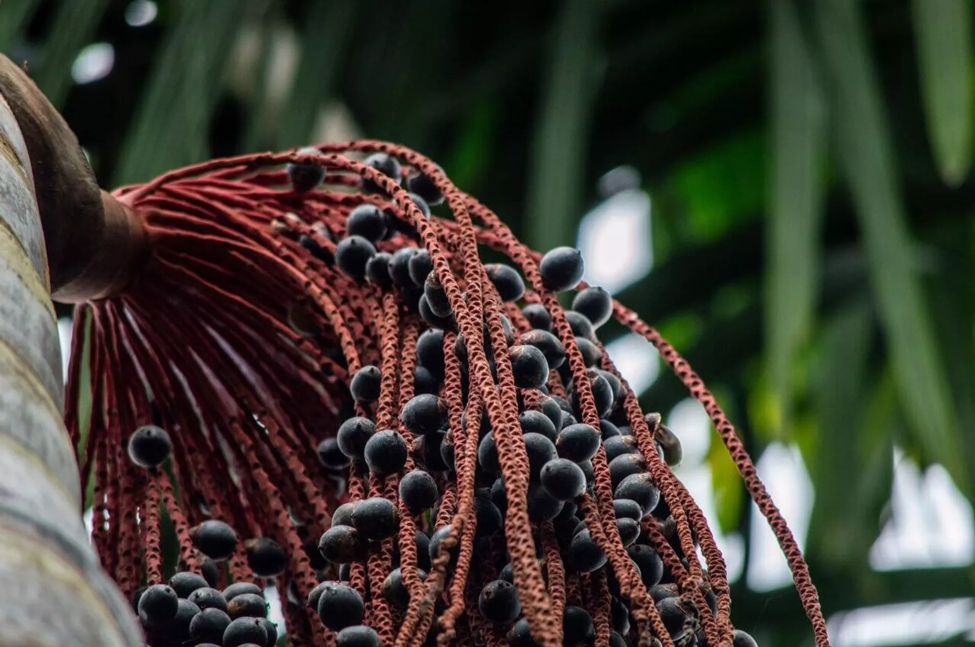 Cachos de açaí prontos para a colheita em plantação no município de Tomé-Açu, no nordeste do Pará. - Sputnik Brasil, 1920, 22.10.2025
