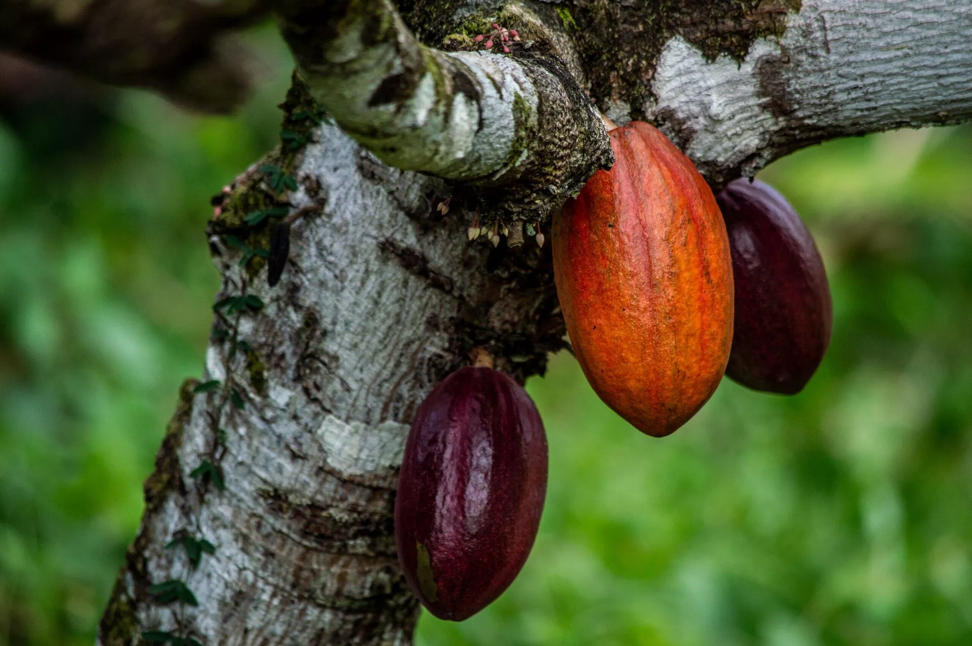 Frutos de cacau em ponto em sistema agroflorestal no município de Tomé-Açu (PA) - Sputnik Brasil, 1920, 22.10.2025