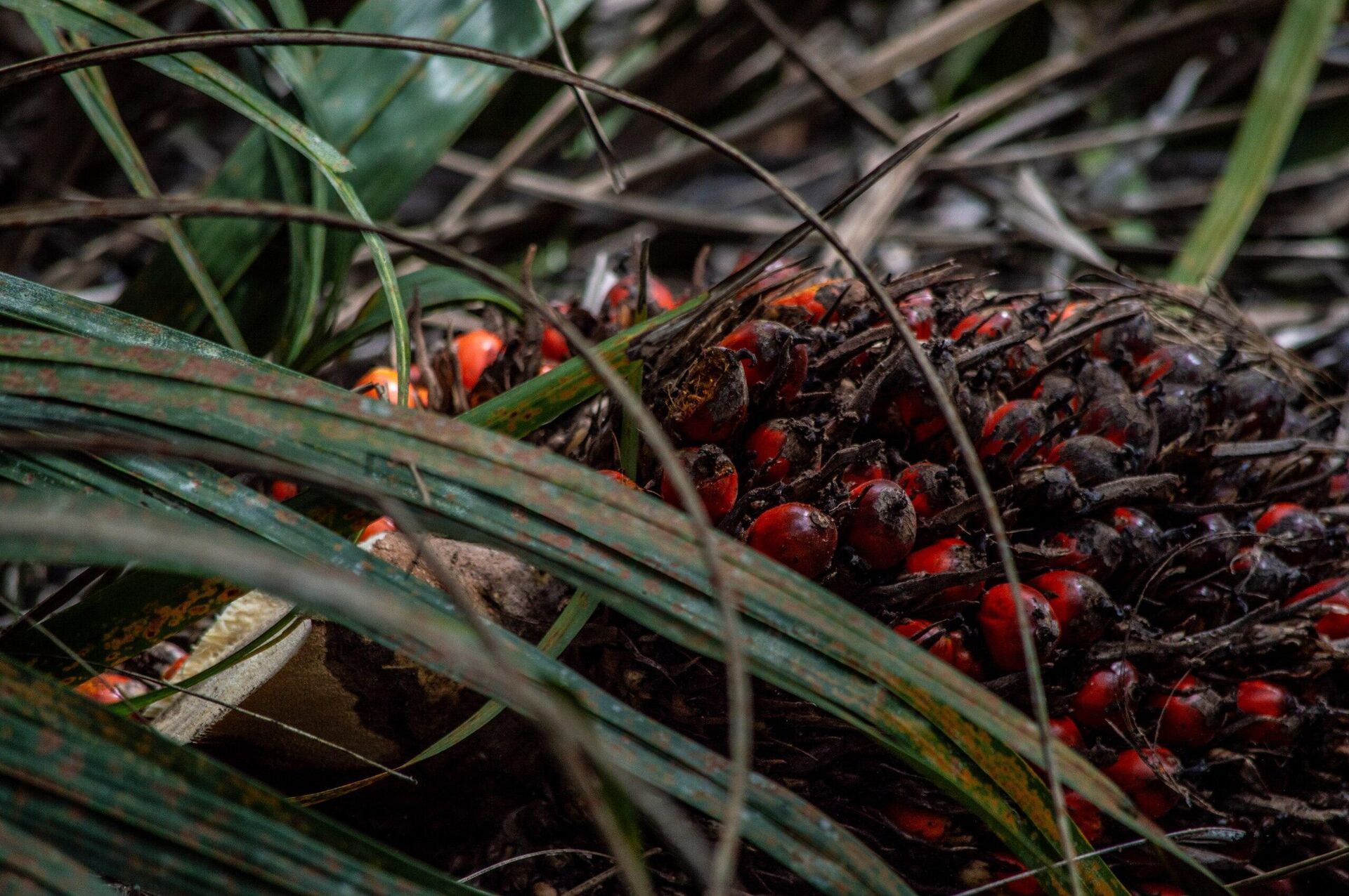 Frutos do dendê em ponto de maturação em sistema agroflorestal no município de Tomé-Açu (PA) Frutos do dendê em ponto de maturação em sistema agroflorestal no município de Tomé-Açu (PA) - Sputnik Brasil, 1920, 22.10.2025