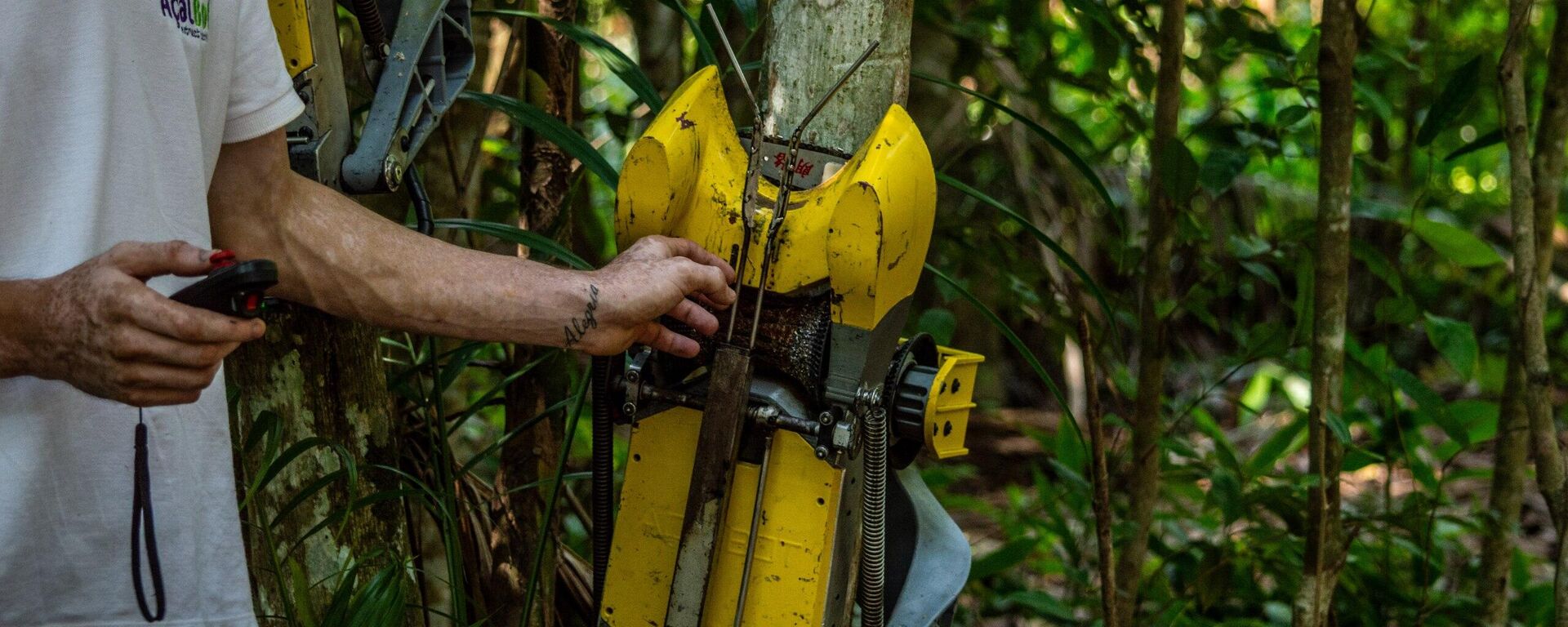 Robô criado na Amazônia extrai açaí direto do pé e automatiza colheita na região do Pará. 23 de outubro de 2025 - Sputnik Brasil, 1920, 23.10.2025