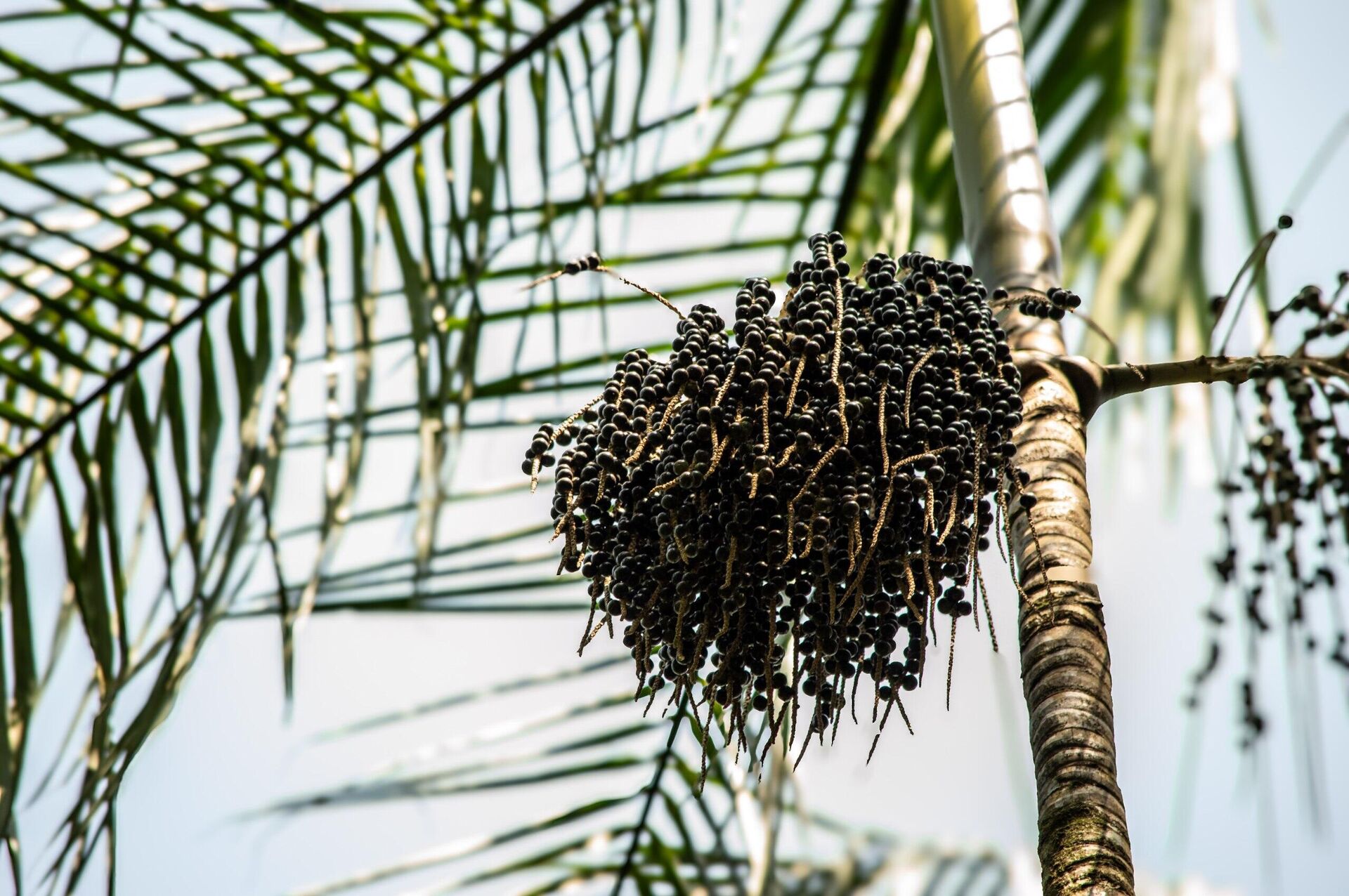 Açaí é um dos principais produtos de exportação do Pará  - Sputnik Brasil, 1920, 23.10.2025