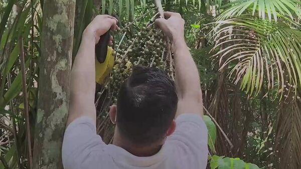 Do búfalo ao robô do açaí: Brasil apresenta agro tecnológico e sustentável - Sputnik Brasil