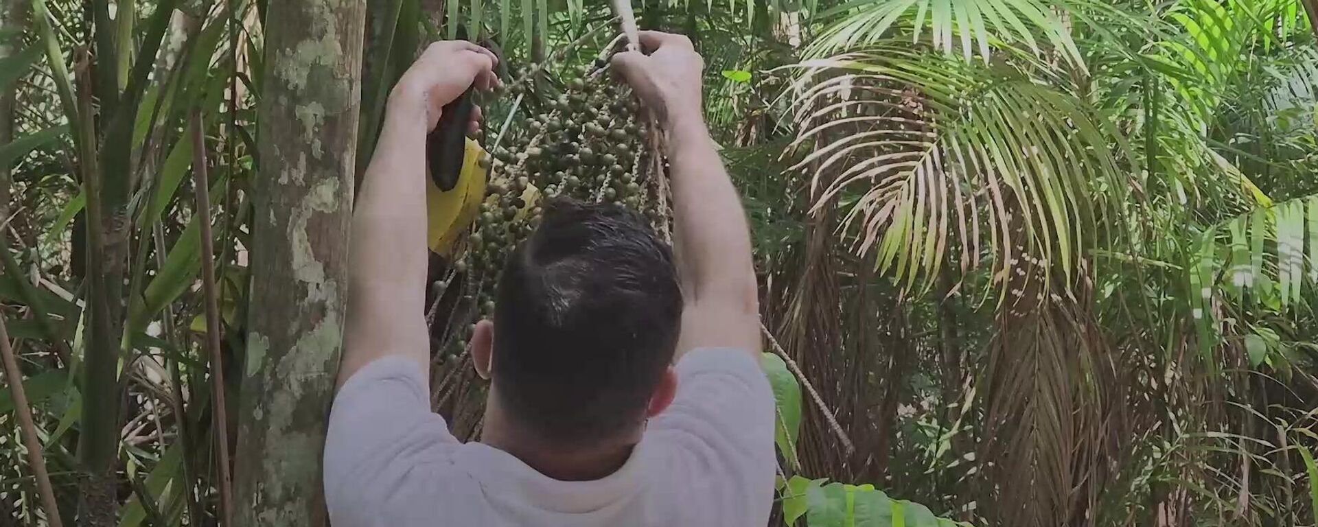 Do búfalo ao robô do açaí: Brasil apresenta agro tecnológico e sustentável - Sputnik Brasil, 1920, 03.11.2025