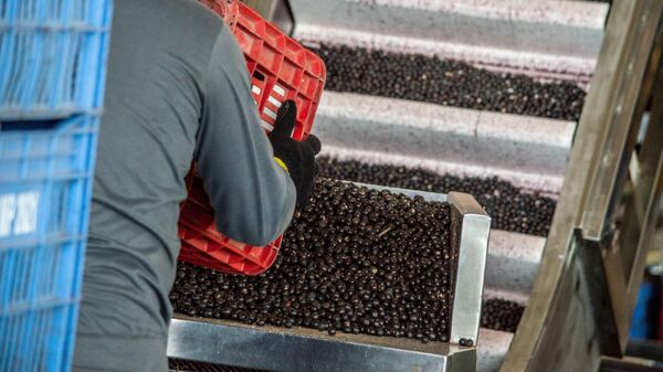 Produção de açaí em cooperativa do nordeste do Pará, Brasil, em outubro de 2025 - Sputnik Brasil