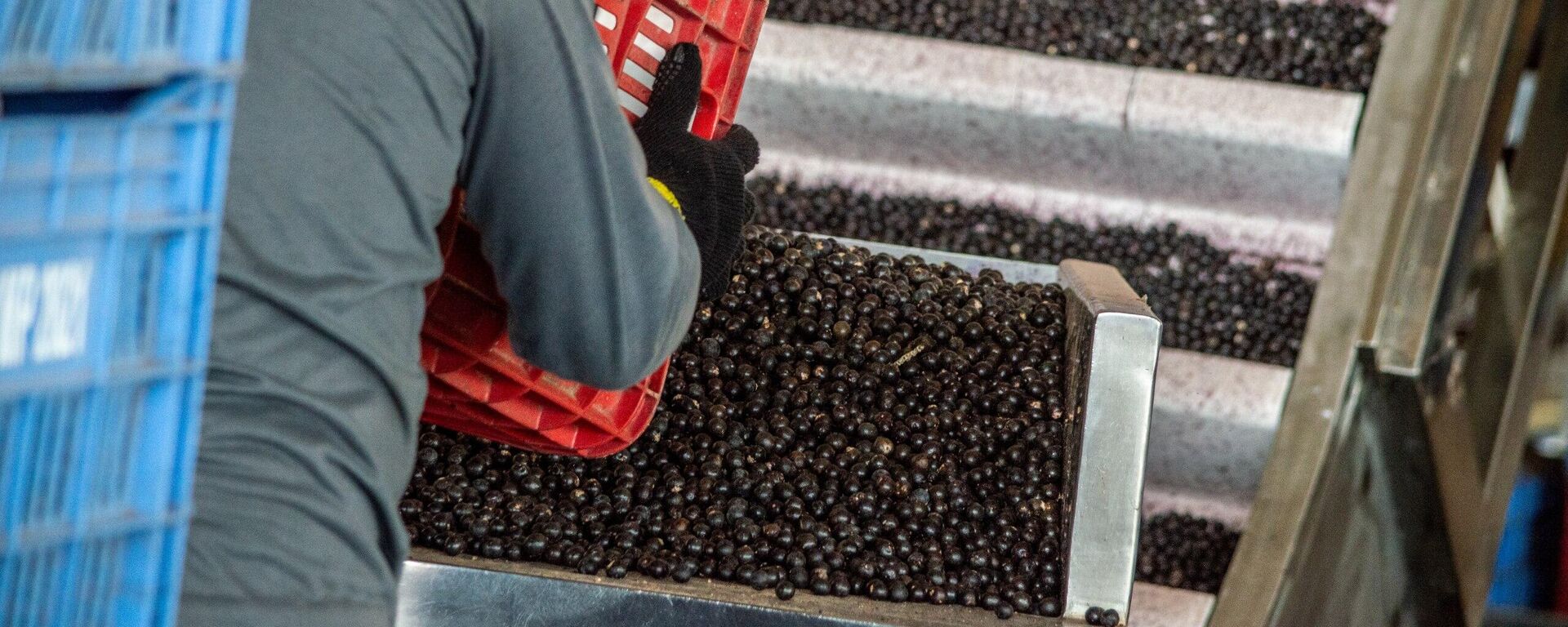Produção de açaí em cooperativa do nordeste do Pará, Brasil, em outubro de 2025 - Sputnik Brasil, 1920, 08.01.2026