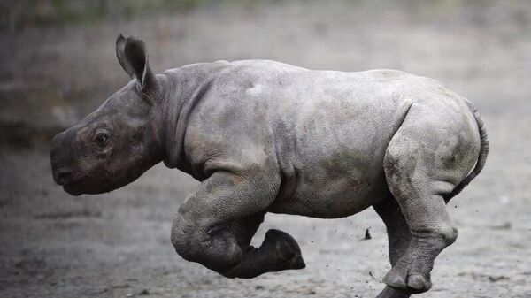 Desenterram no Ártico esqueleto fóssil quase completo de rinoceronte extinto - Sputnik Brasil